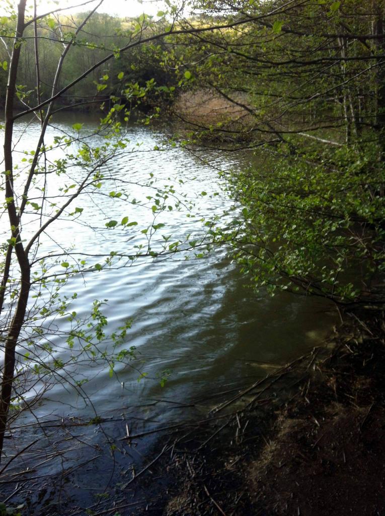 En bordure de l'étang