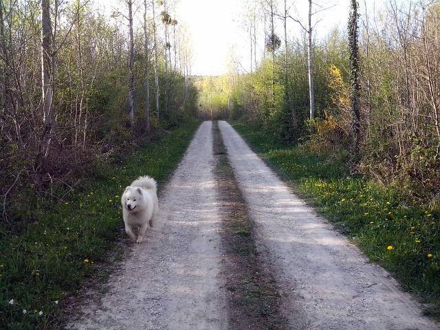 Ballade sur le chemin